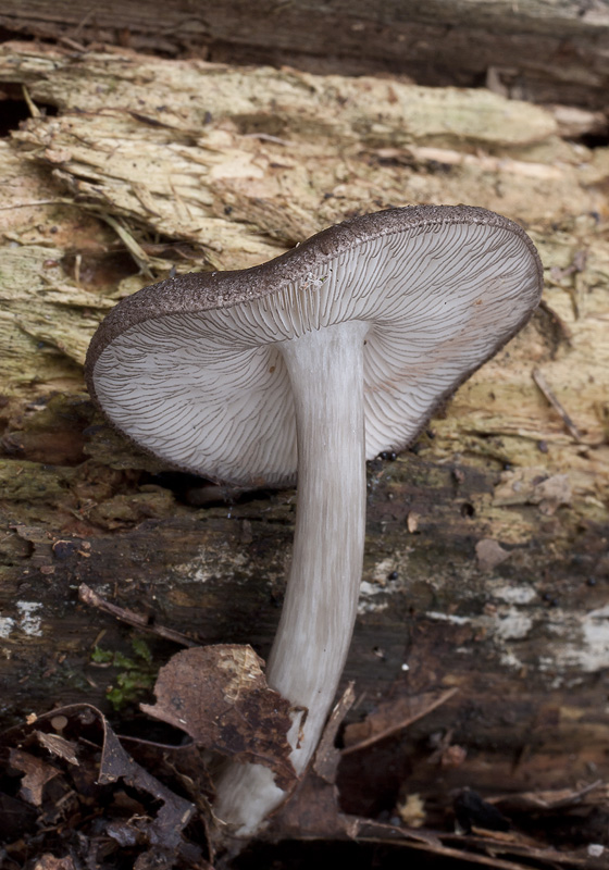 Pluteus atromarginatus